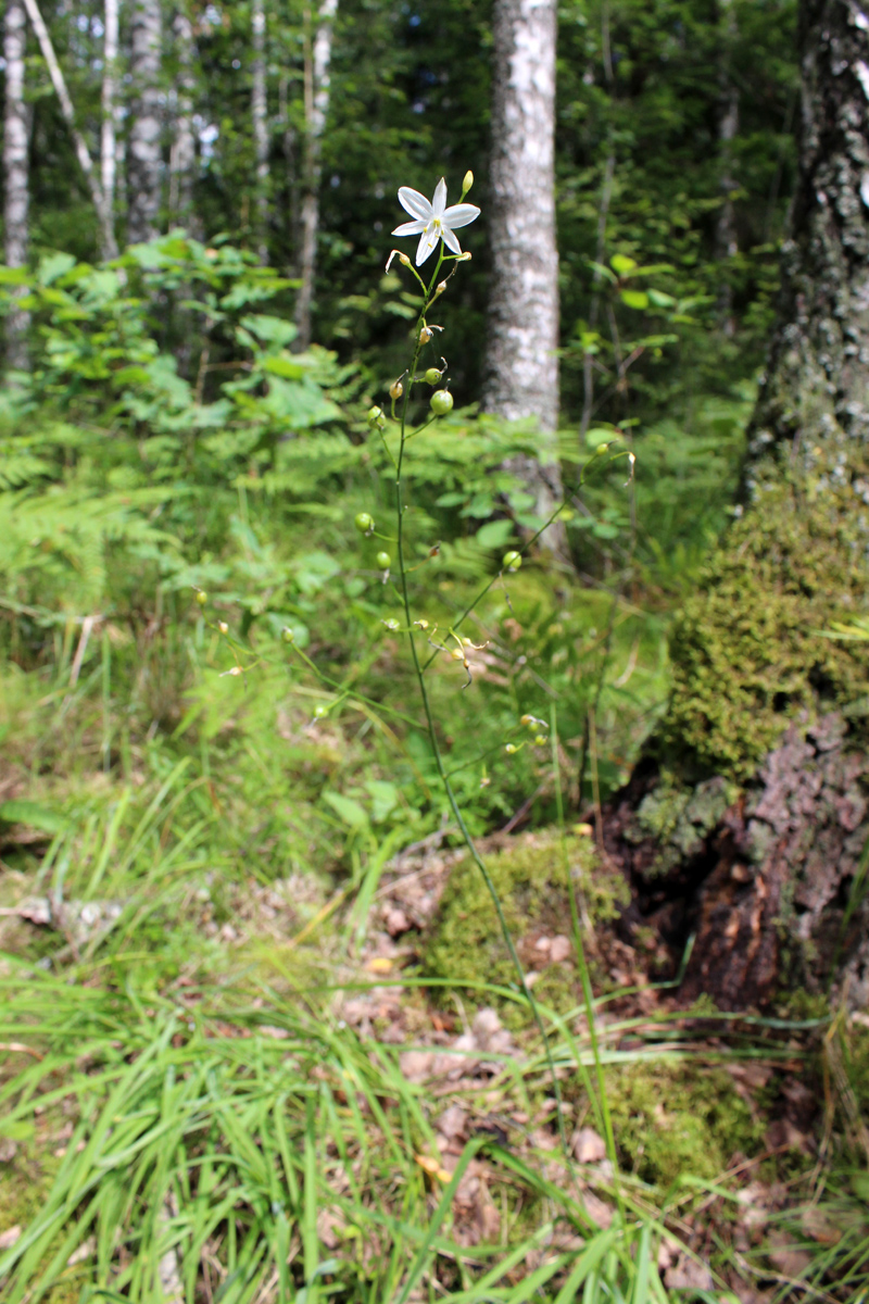 Image of Anthericum ramosum specimen.