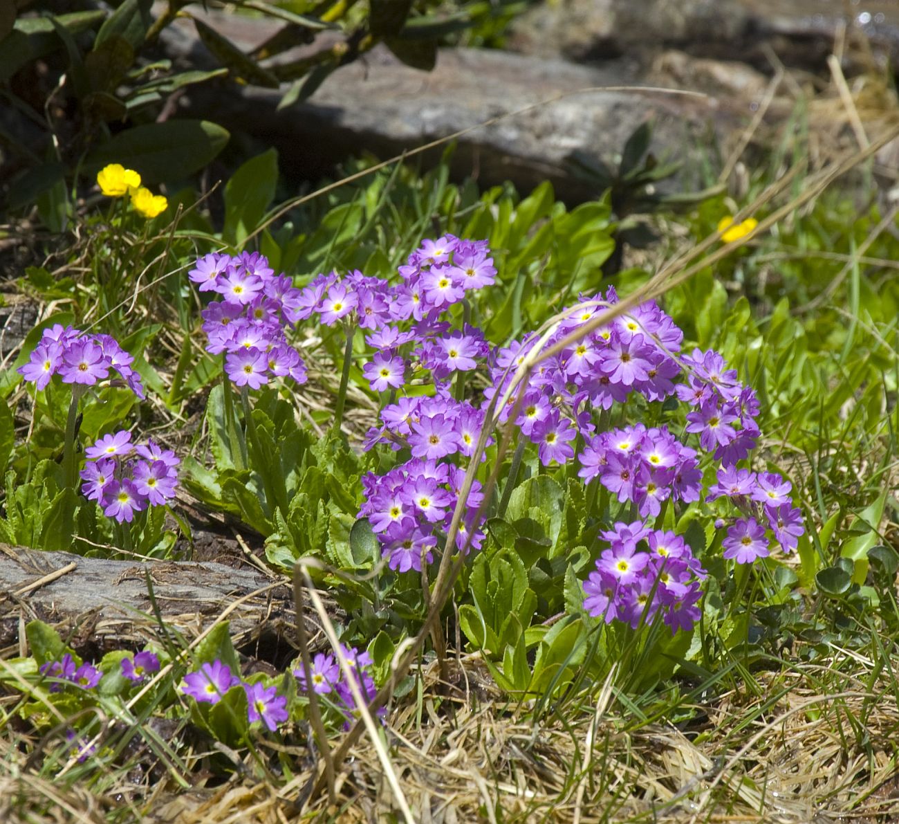 Изображение особи Primula auriculata.