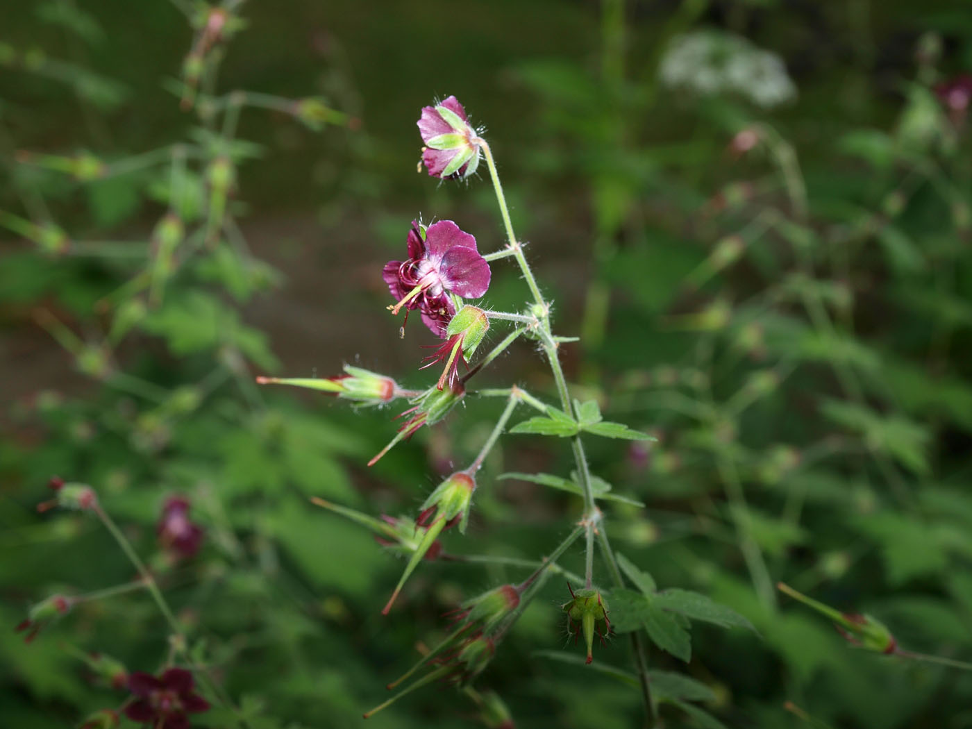 Изображение особи Geranium phaeum.