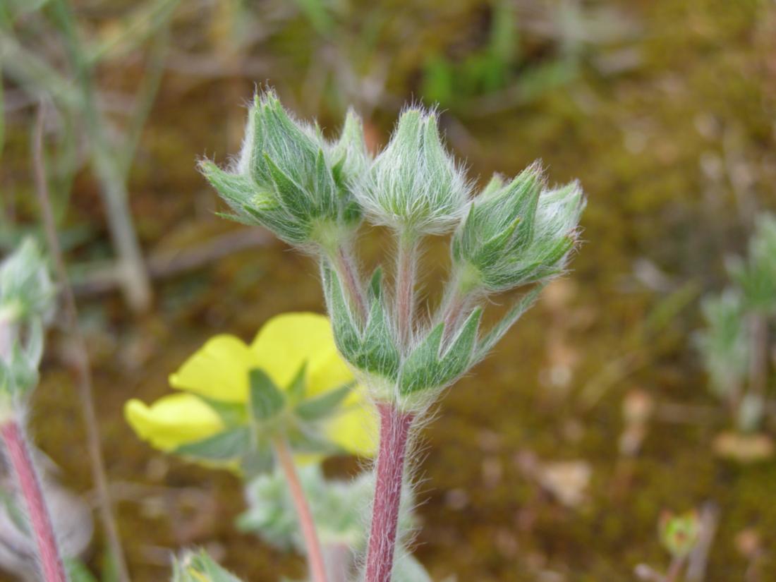 Изображение особи Potentilla taurica.