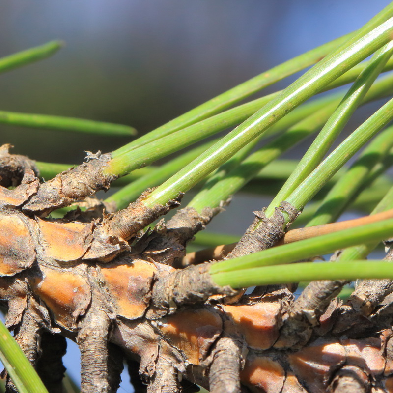 Image of genus Pinus specimen.