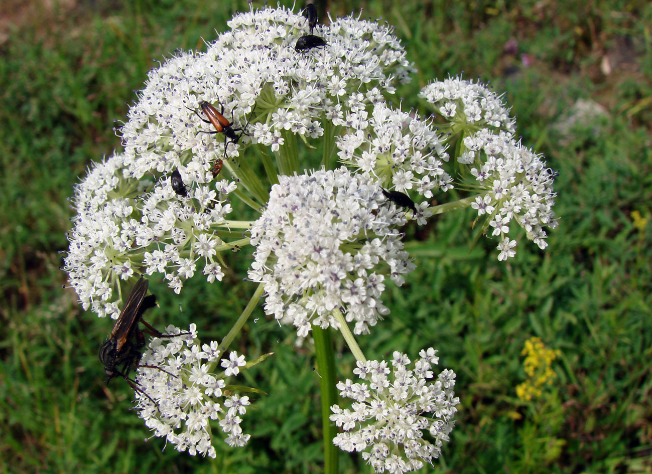 Image of Seseli condensatum specimen.