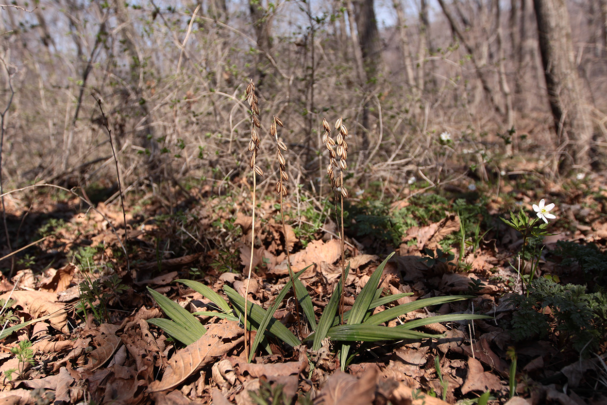 Image of Oreorchis patens specimen.