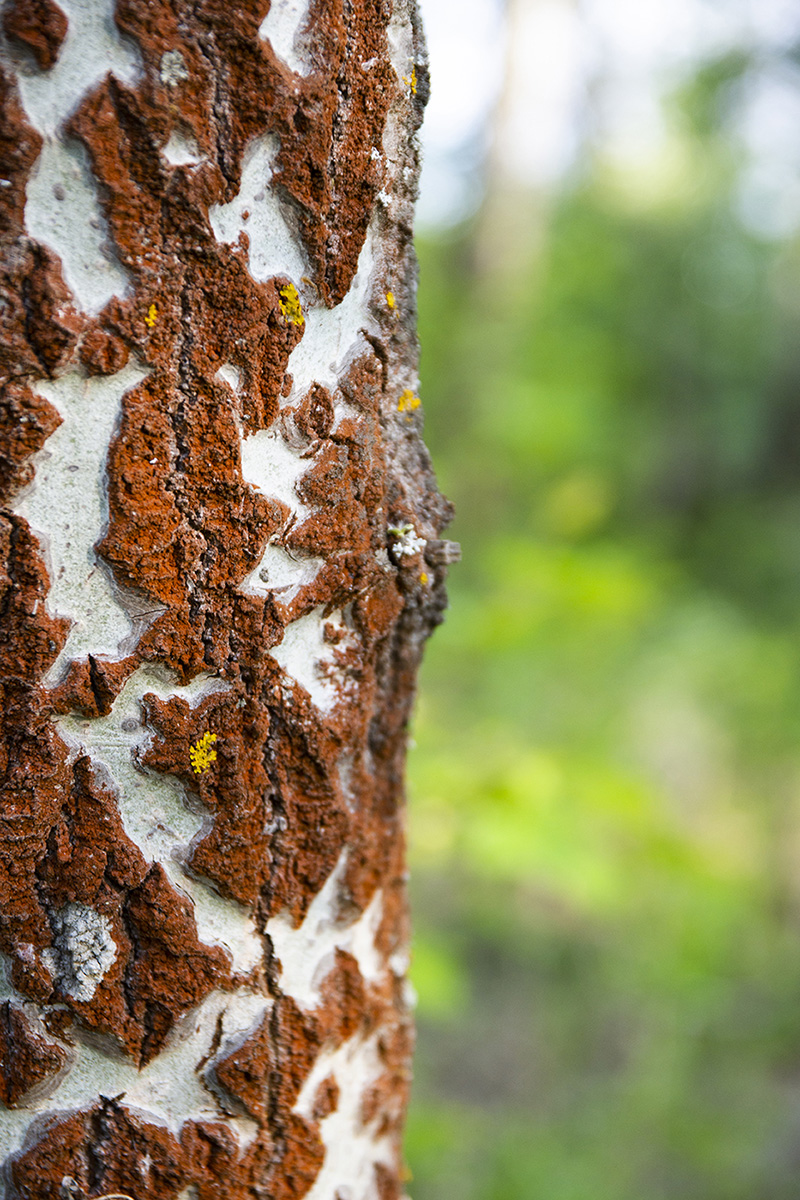 Изображение особи Populus alba.