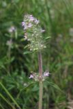 Thymus marschallianus. Верхушка побега с соцветиями. Крым, Симферопольский р-н, окр. с. Живописное, склон реки Чуюнча. 25.05.2018.