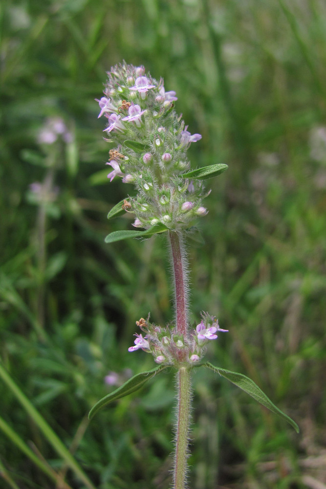 Image of Thymus marschallianus specimen.