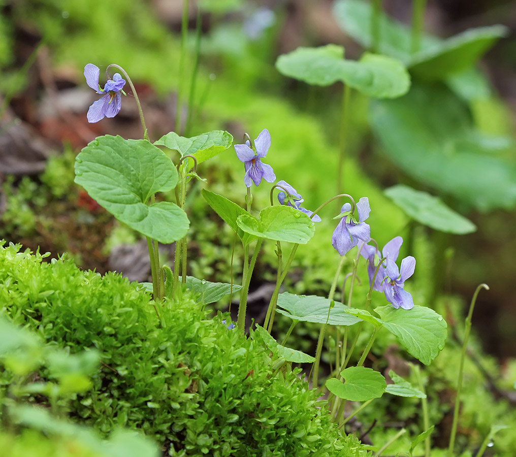 Изображение особи Viola epipsiloides.