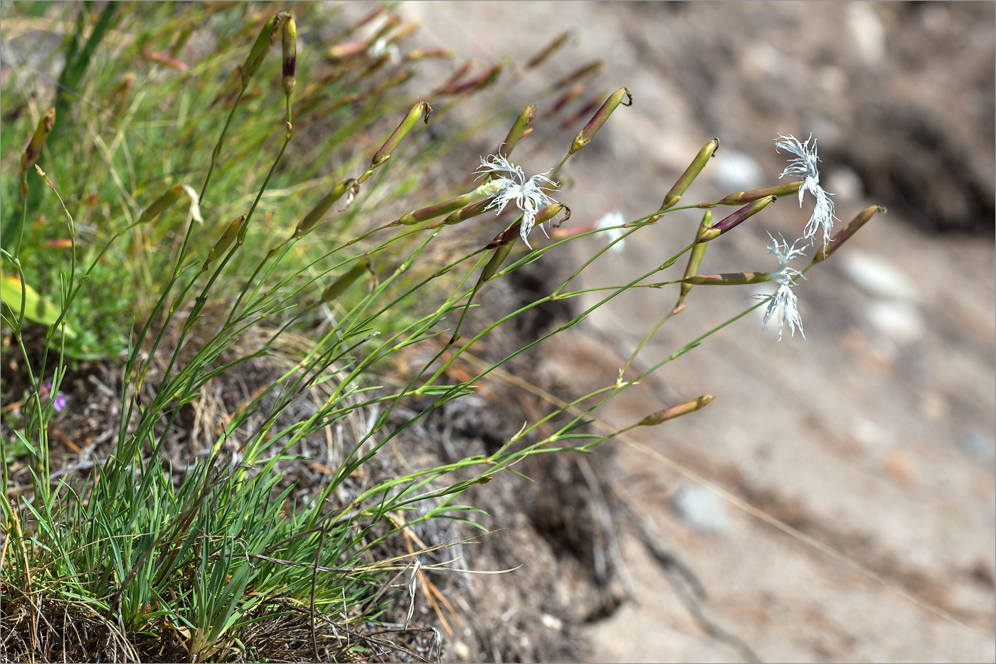 Изображение особи Dianthus arenarius.