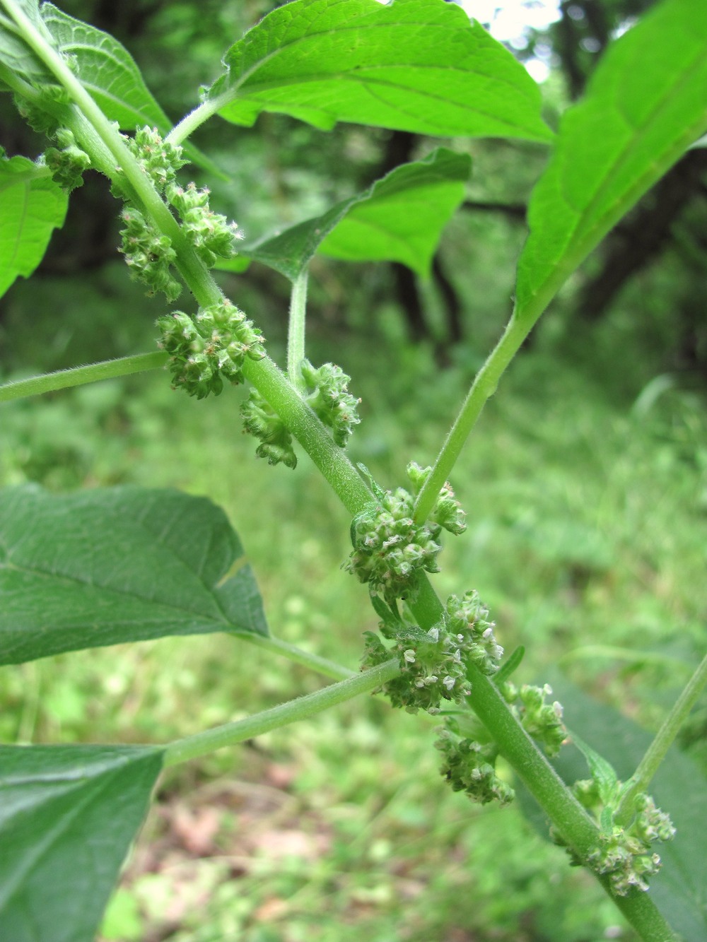 Изображение особи Parietaria officinalis.