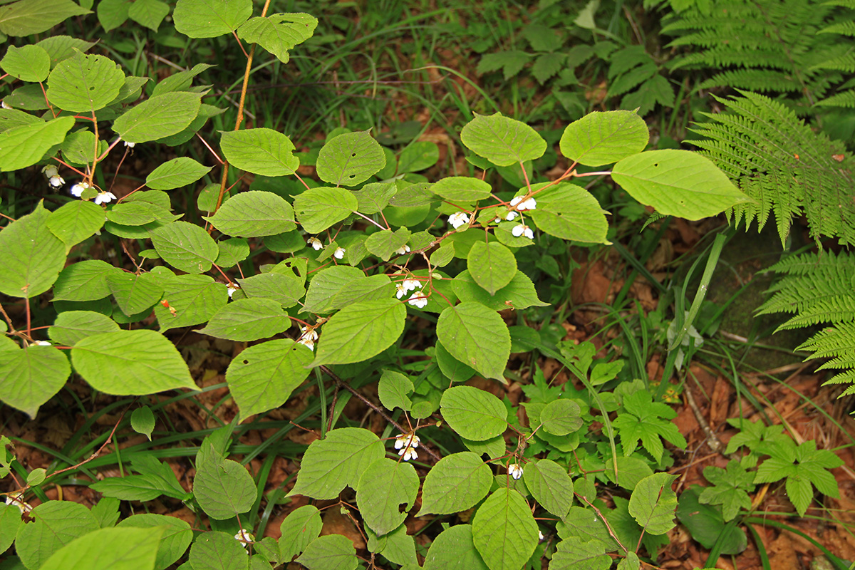 Изображение особи Actinidia kolomikta.
