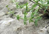 Scrophularia variegata