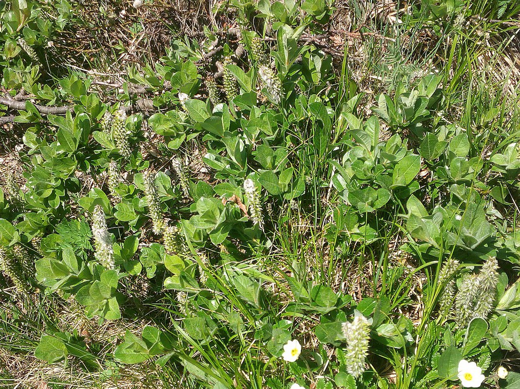 Image of genus Salix specimen.