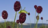 Sanguisorba officinalis. Верхушки побегов с соцветиями и сидящим кузнечиком. Адыгея, Кавказский биосферный заповедник, Азишский перевал, ≈ 2150 м н.у.м., субальпийский луг. 28.07.2018.