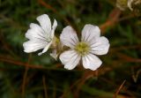 Gypsophila tenuifolia. Цветки. Республика Адыгея, Майкопский р-н, Кавказский биосферный заповедник, Фишт-Оштеновский массив, хребет севернее цирка Оштена, выс. ок. 2700 м н.у.м., задернённый участок на скалах. 28.07.2018.