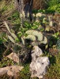 Opuntia form rubra