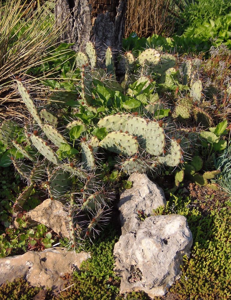 Image of Opuntia phaeacantha var. camanchica f. rubra specimen.