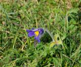 Pulsatilla regeliana