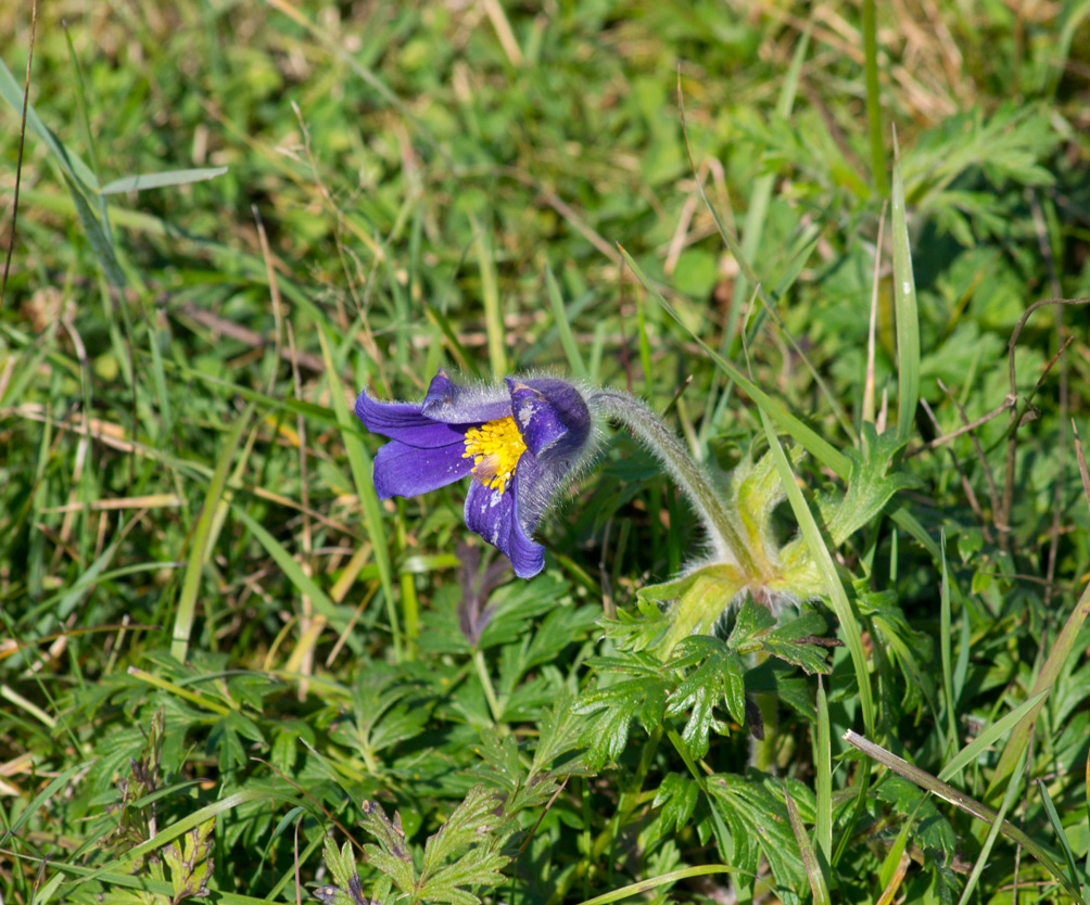 Image of Pulsatilla regeliana specimen.