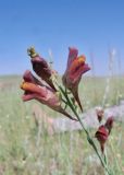 Linaria popovii