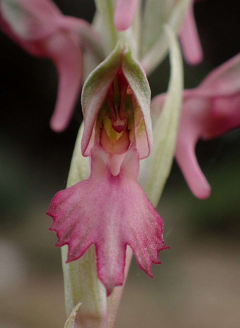 Изображение особи Anacamptis sancta.