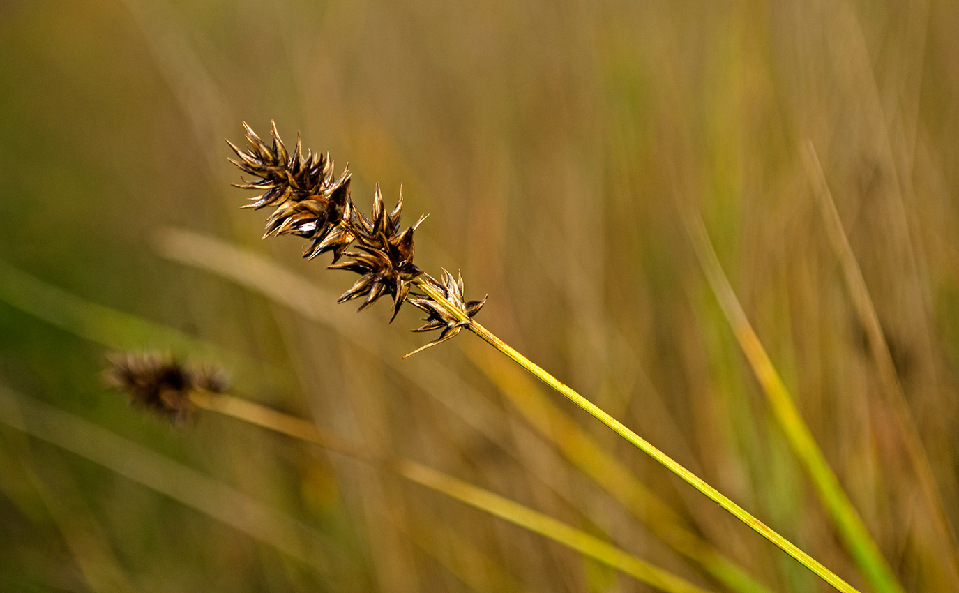 Image of Carex spicata specimen.