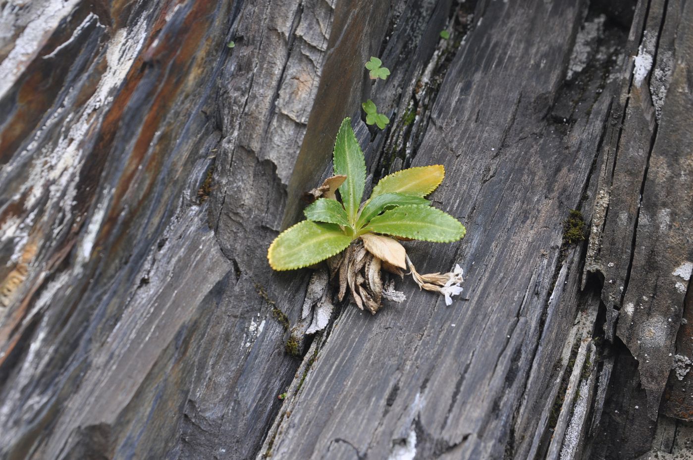 Image of Primula bayernii specimen.