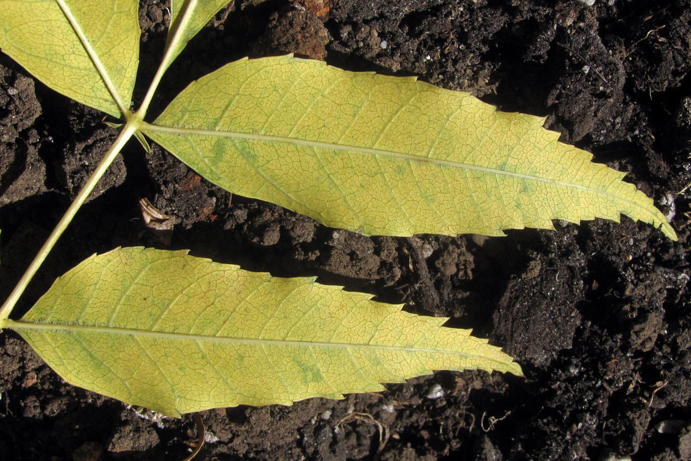 Изображение особи Fraxinus ptacovskyi.