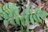 Dryopteris cristata. Вайи. Московская обл., окр. г. Фрязино, берег оз. Большое, под пологом заболоченного разреженного берёзового леса 21 октября 2018 г.