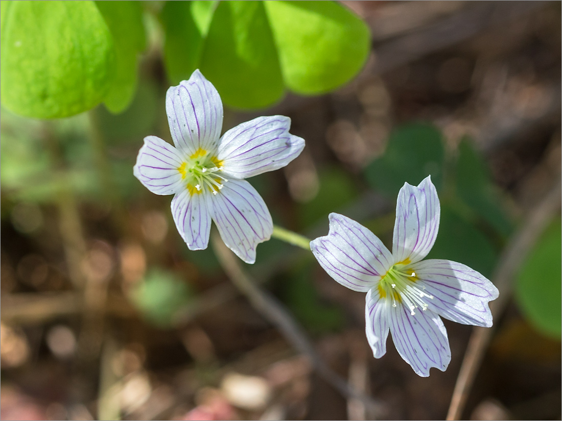 Image of Oxalis acetosella specimen.