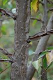 Ulmus minor