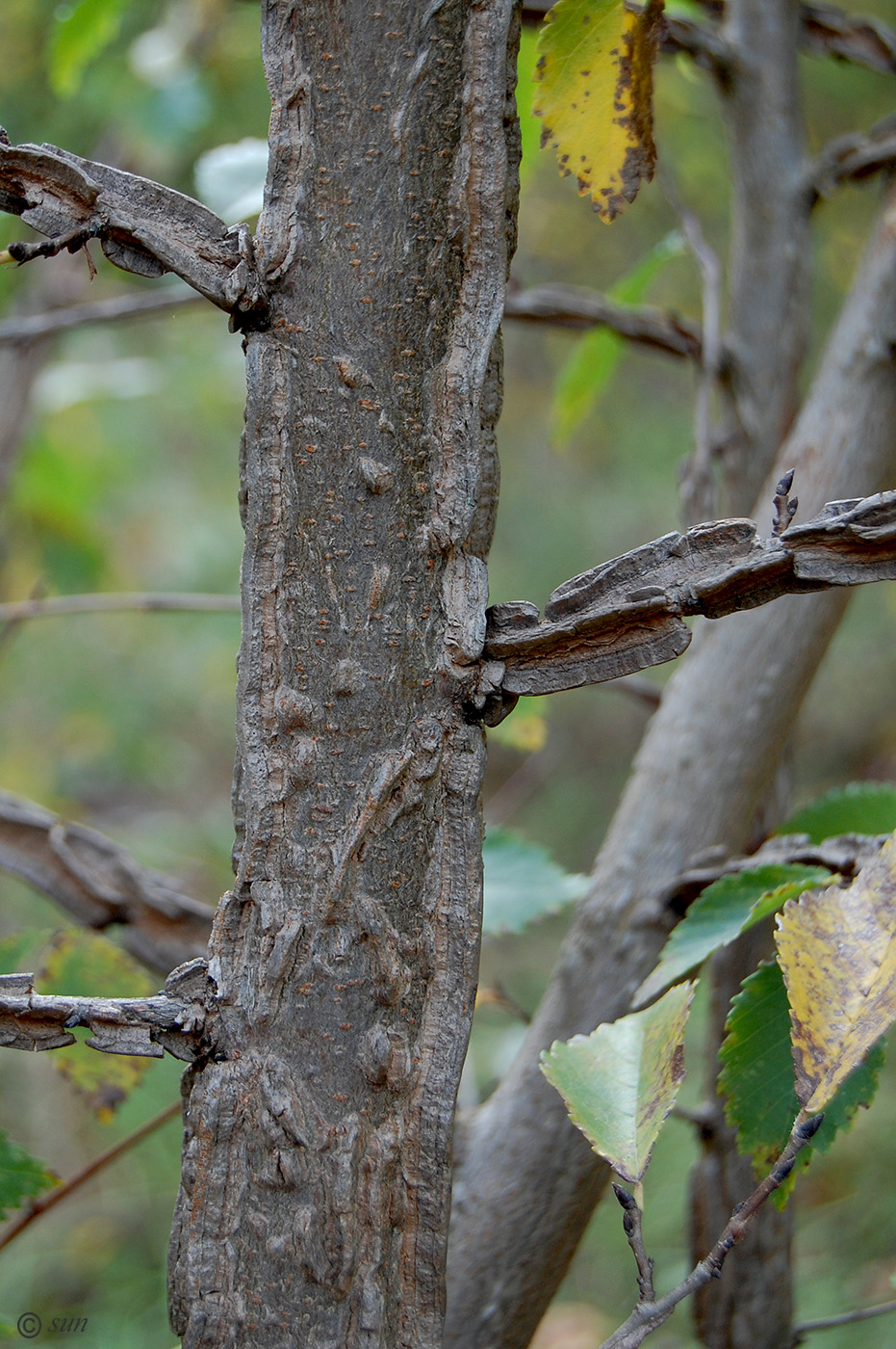 Image of Ulmus minor specimen.