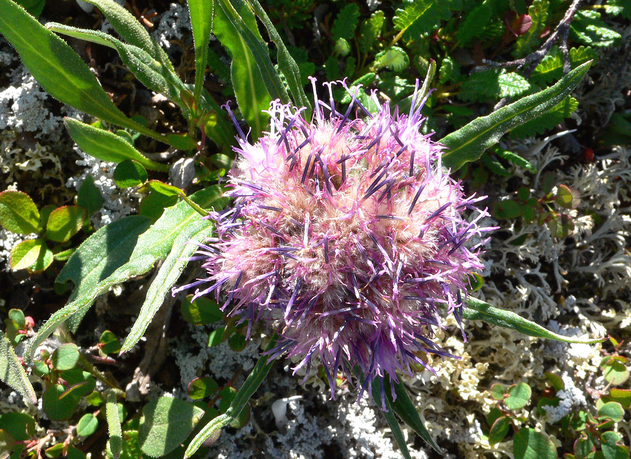 Image of Saussurea tilesii specimen.