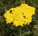 Achillea arabica