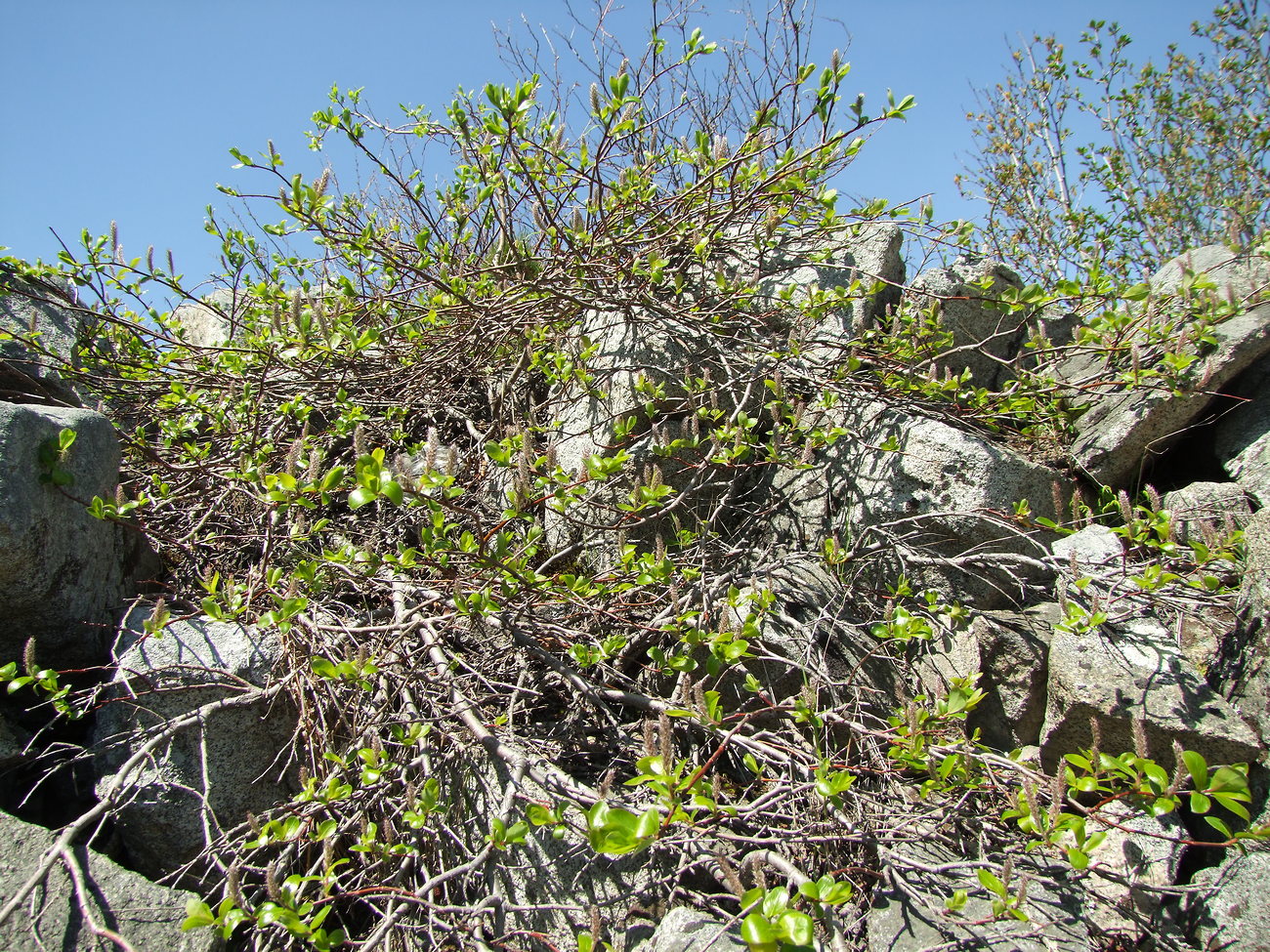 Image of Salix arctica specimen.