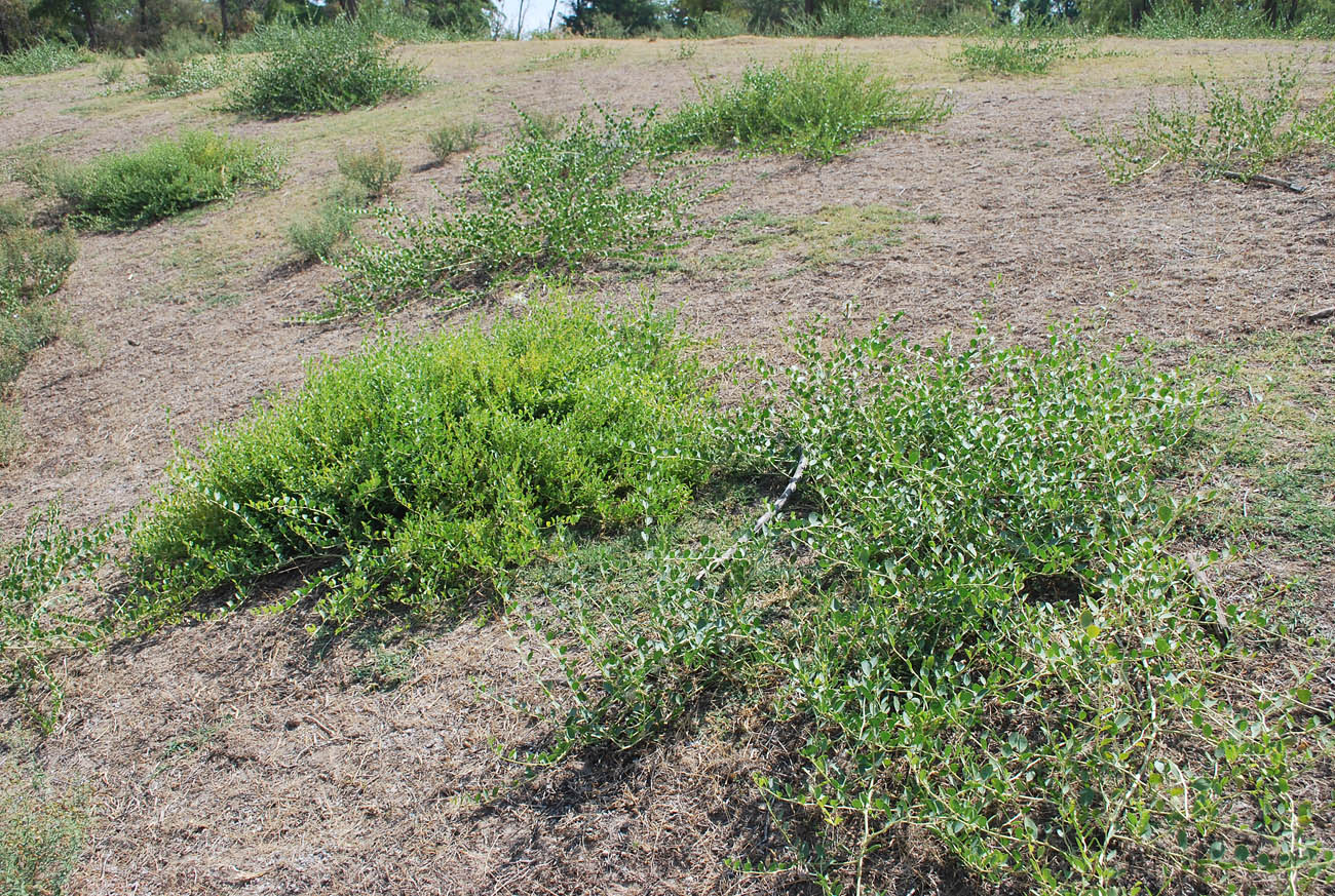 Image of Capparis herbacea specimen.