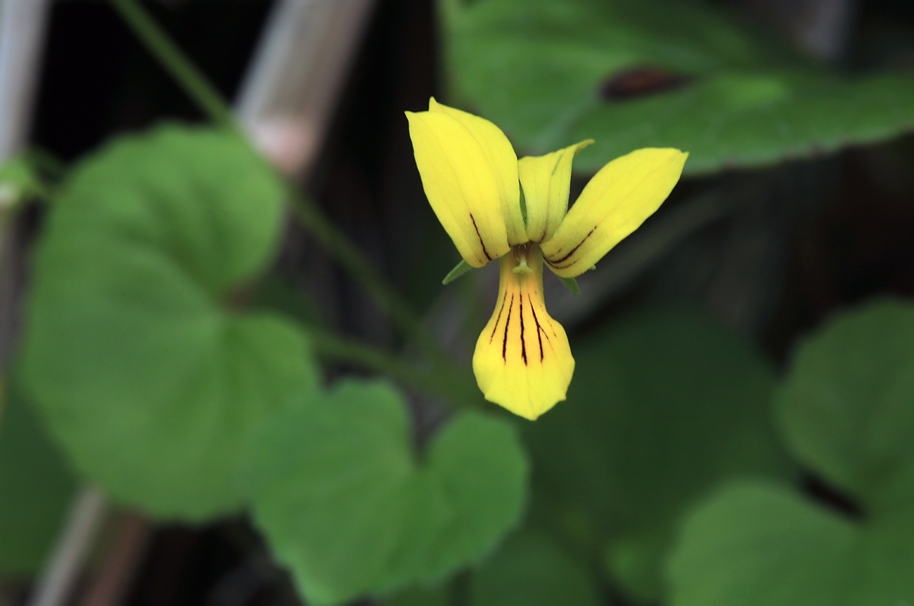 Изображение особи Viola biflora.