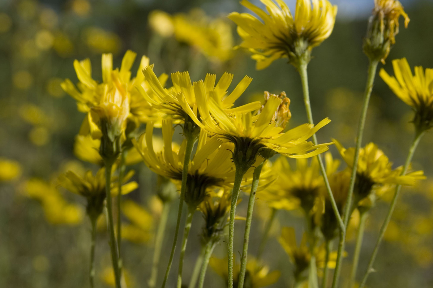 Изображение особи Hieracium umbellatum.