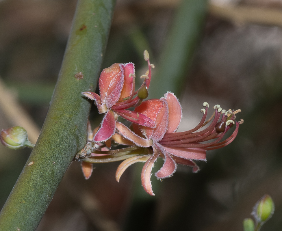 Изображение особи Capparis decidua.