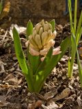 Hyacinthus orientalis