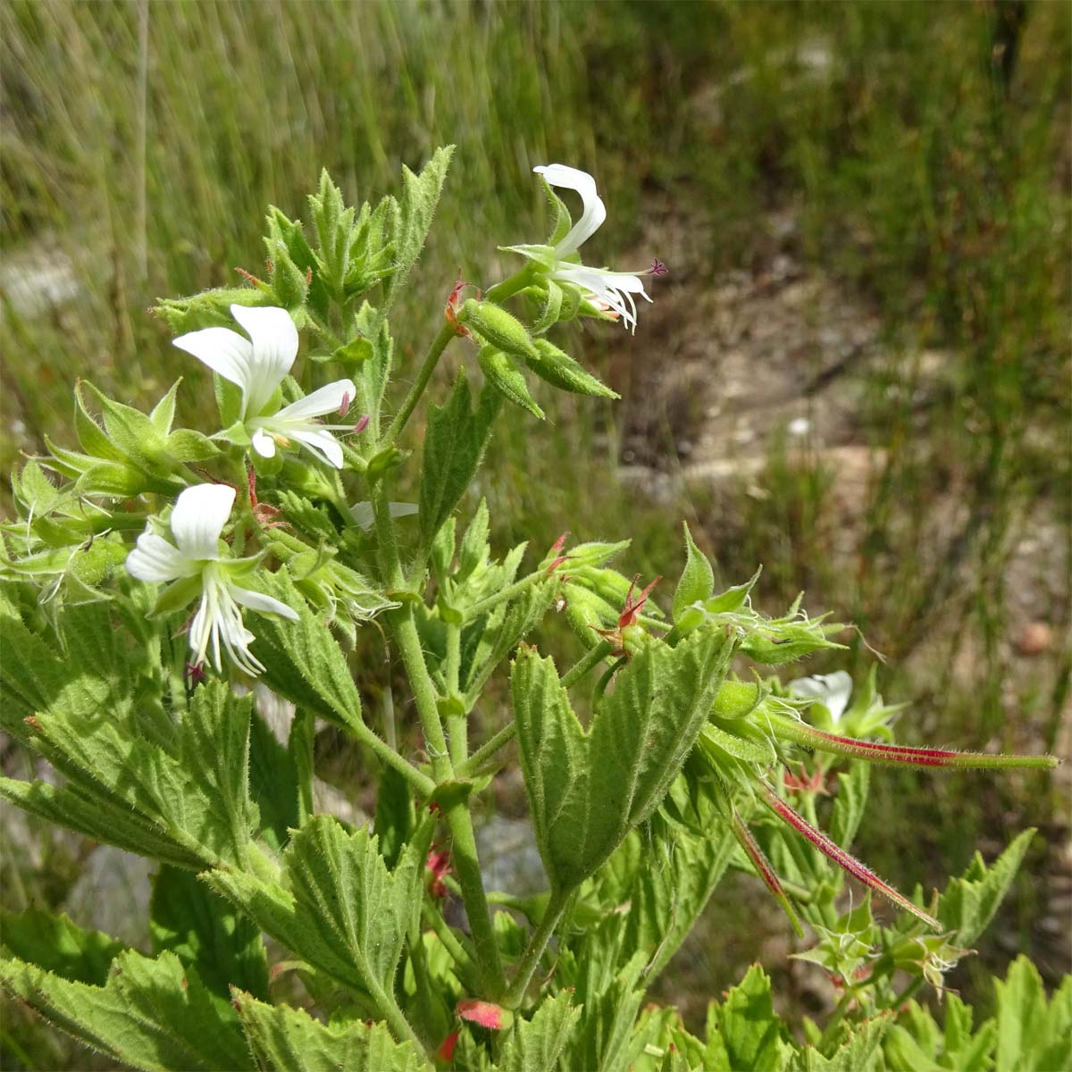 Image of Pelargonium ribifolium specimen.
