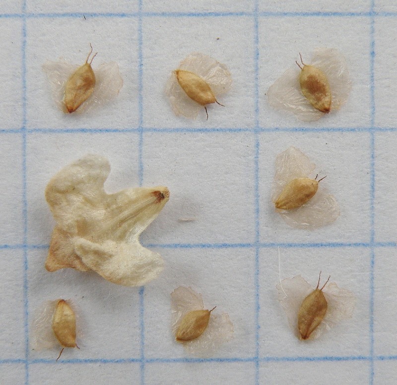Image of Betula pubescens specimen.