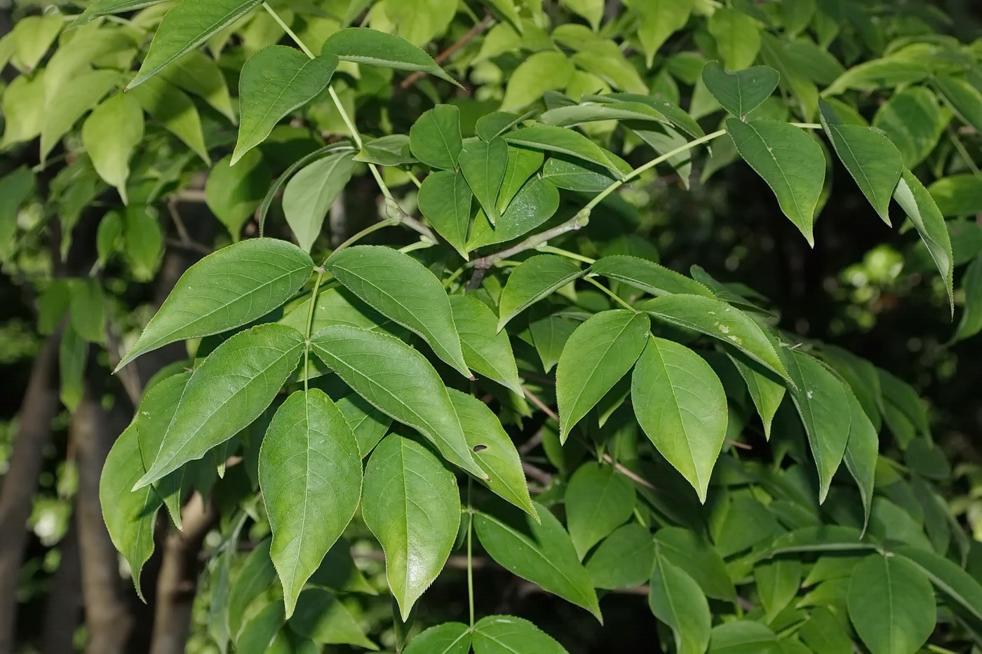 Image of Staphylea pinnata specimen.