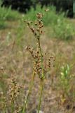 Juncus articulatus. Верхушка растения с цветками и завязавшимися плодами. Нидерланды, провинция Gelderland, община Bronkhorst, окр. дер. Zelhem, участок со снятым несколько лет назад верхним слоем почвы. 10 июля 2010 г.