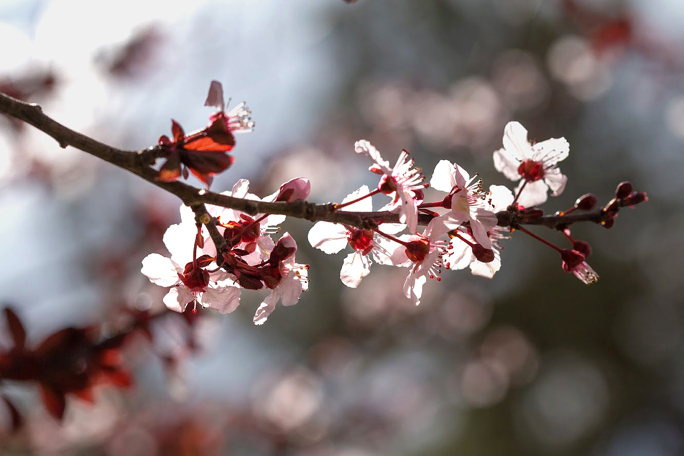 Image of Prunus cerasifera var. pissardii specimen.