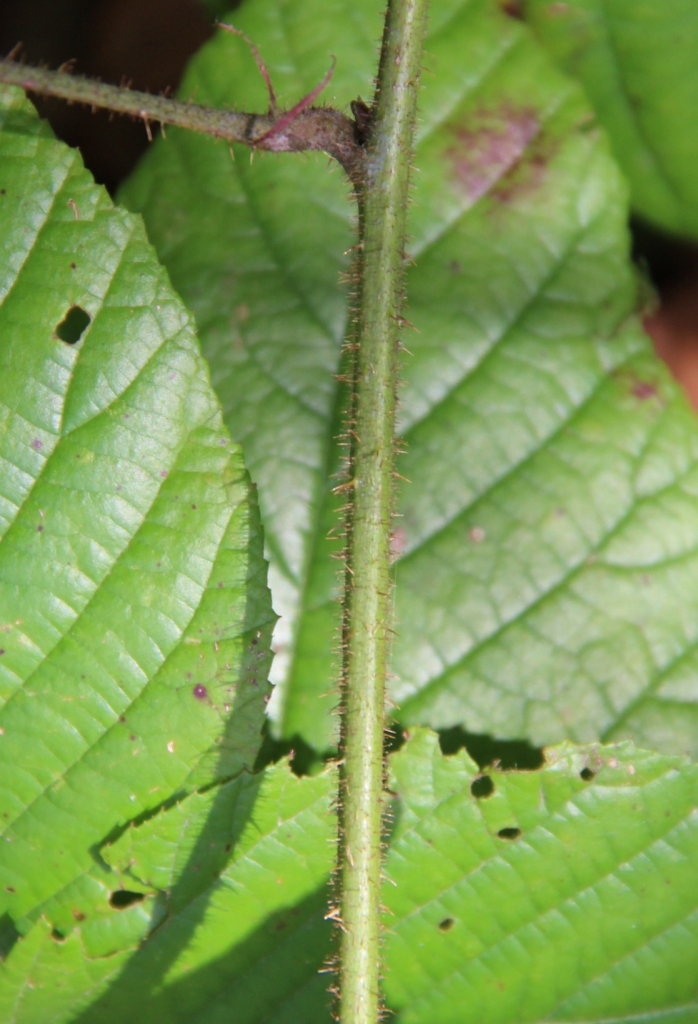 Image of Rubus caucasicus specimen.