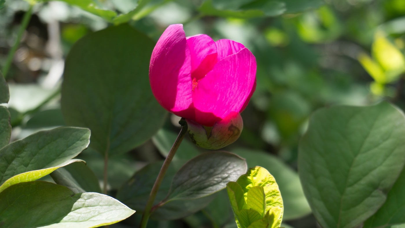 Image of Paeonia caucasica specimen.