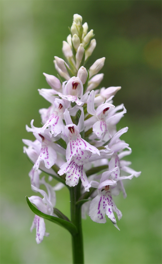 Изображение особи Dactylorhiza fuchsii.