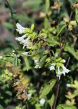 Stachys annua