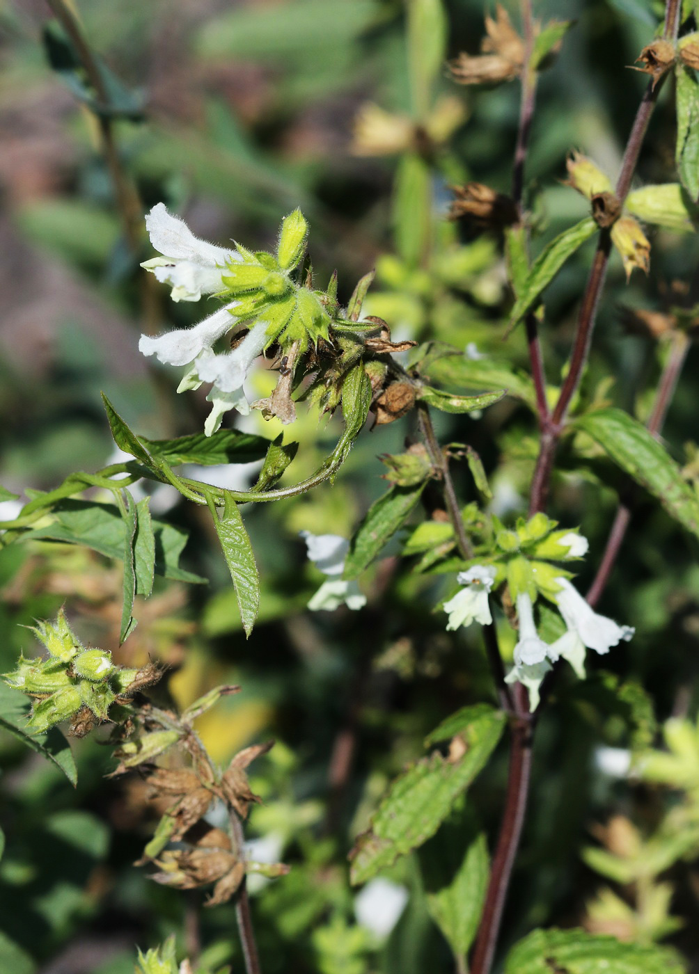 Image of Stachys annua specimen.