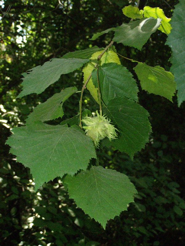 Image of Corylus colurna specimen.